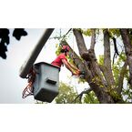 The Great Neighbors Tree Service - Modesto, CA, USA