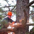 Tree Lopping Service Ipswich - Sadliers Crossing, QLD, Australia