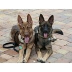 German Shepherds from Land of Hurricanes - New Port Richey, FL, USA