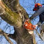 Quality Tree Service - Pacifica, CA, USA