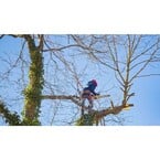 Rotherham Tree Services - Rotherham, South Yorkshire, United Kingdom