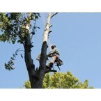 Renton Tree Service Pros - Renton, WA, USA