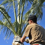 SWFL Tree Service Lutz - Lutz, FL, USA