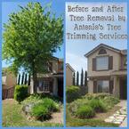 Antonio\'s Tree Trimming Service Inc. - Antioch, CA, USA