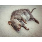 Morris Dead Animal Removal Melbourne - Melbourne, VIC, Australia