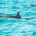 Panama City Beach Dolphin Tours - Panama City, FL, USA