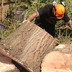 Tudor Rose Tree Care - Sittingbourne, Kent, United Kingdom