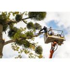 Green Tree Service West Sacramento - West Sacramento, CA, USA