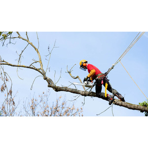 Oslo TreService - Trefelling Og Trepleie Ekspert - Dunstable, Bedfordshire, United Kingdom