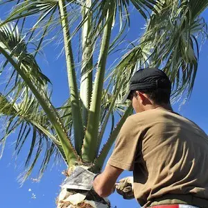 SWFL Tree Service Lutz - Lutz, FL, USA