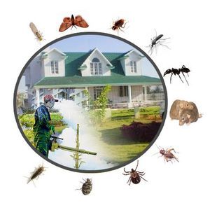 Restaurant Pest Control Adelaide - Adelaide, SA, Australia