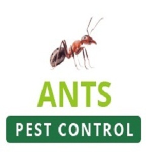 Ants Pest Control Perth - Perth, WA, Australia