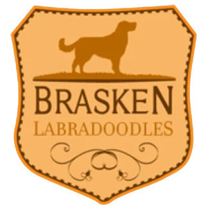 Brasken Labradoodles - Atascadero, CA, USA