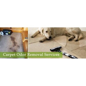 Local Carpet Cleaning Sunshine Coast - Sunshine Coast, QLD, Australia