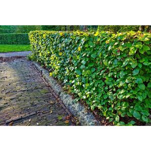 Rotherham Hedge Trimming - Rotherham, South Yorkshire, United Kingdom