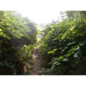 Japanese knotweed removal