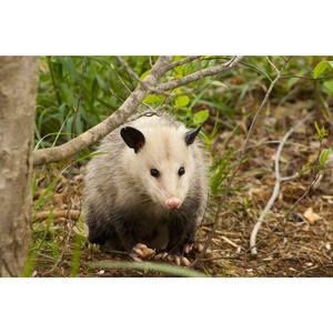 Morris Possum Removal Adelaide - Adelaide, SA, Australia