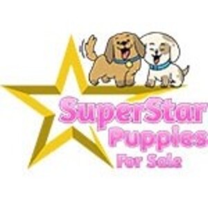 SuperStar Puppies - Washington Grove, MD, USA