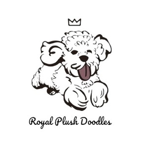 Royal Plush Mini Goldendoodles - Riverview, FL, USA