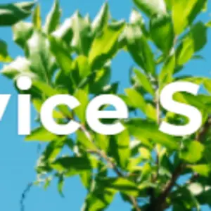 Spring Hill Tree Specialists - Spring Hill, FL, USA